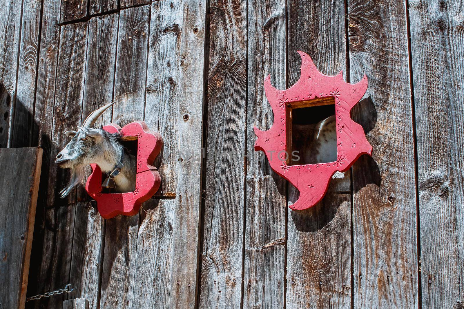 Hand feeding goat with a carrot on the farm. Space for text by JuliaDorian