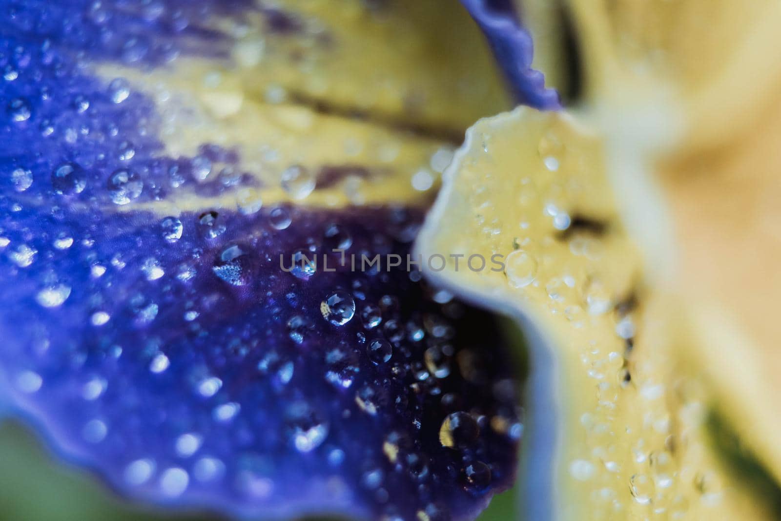 Close-up of flower petal with water drops. Morning water dew. Selective focus.