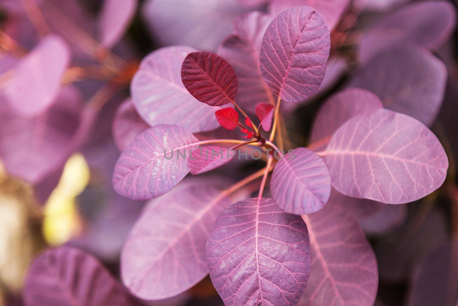 Violet leaves of a bush close-up plant.