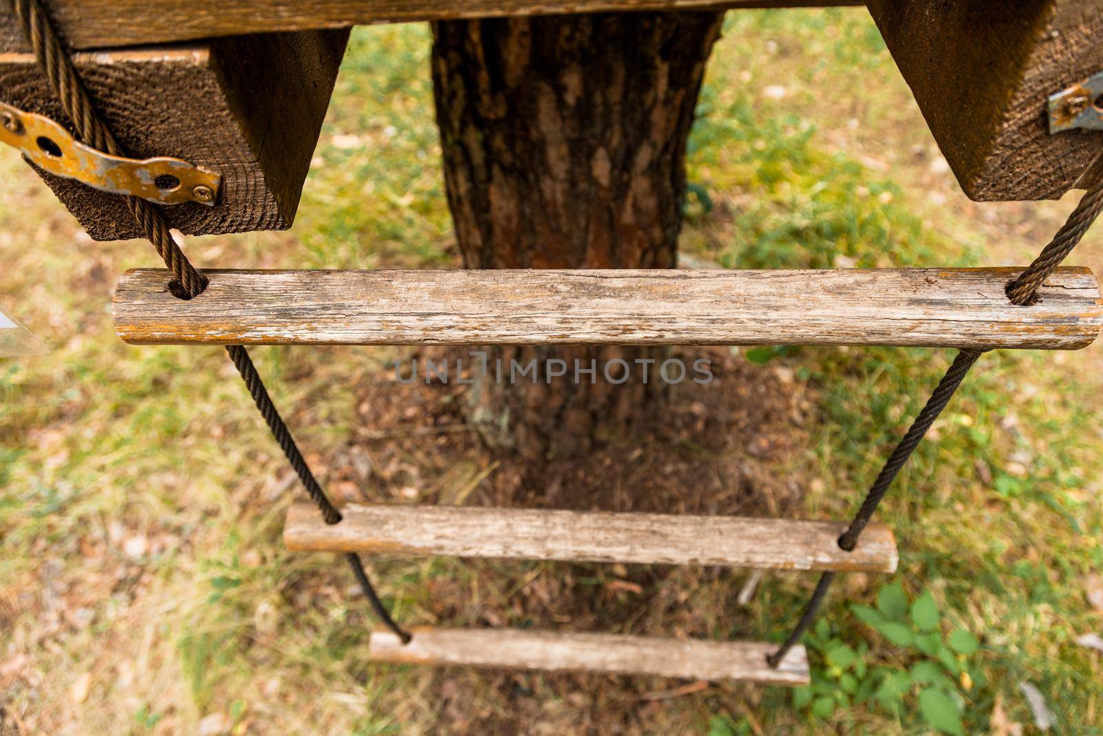 A rope ladder on a tree in a forest park