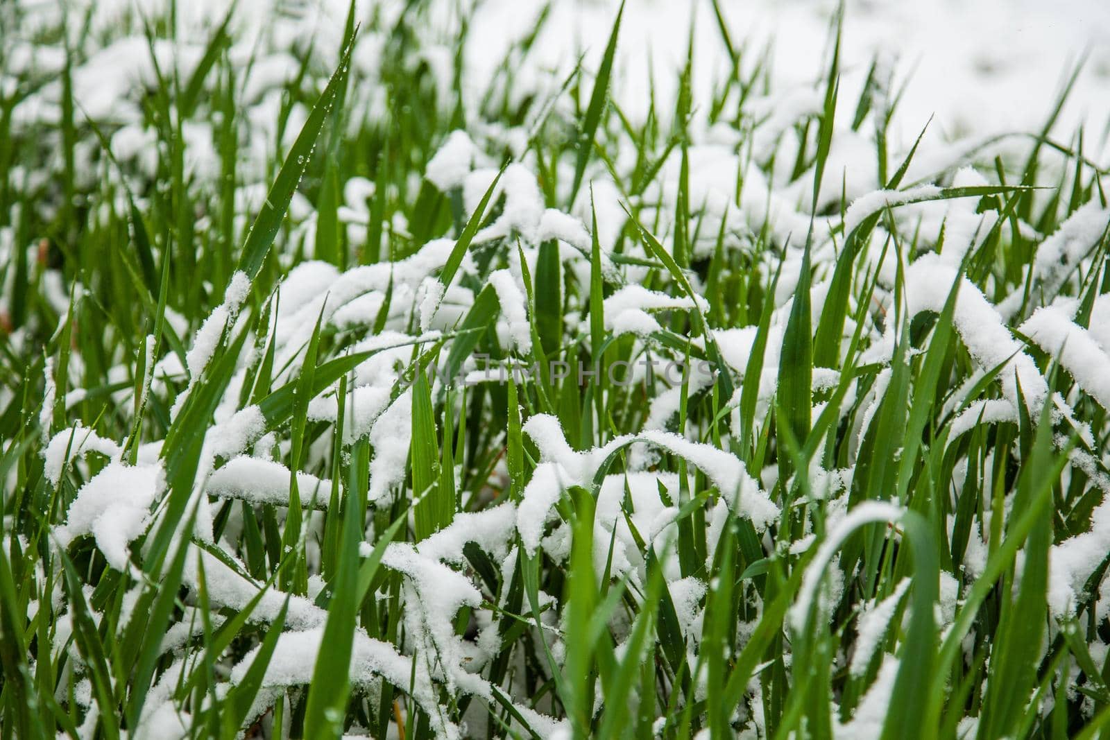 Green grass in the snow in winter.