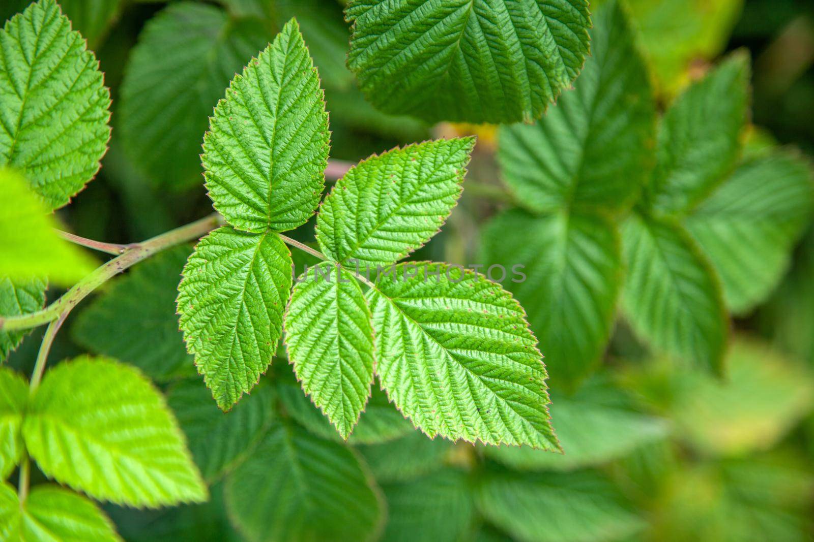 Green leaves of a crimson bush