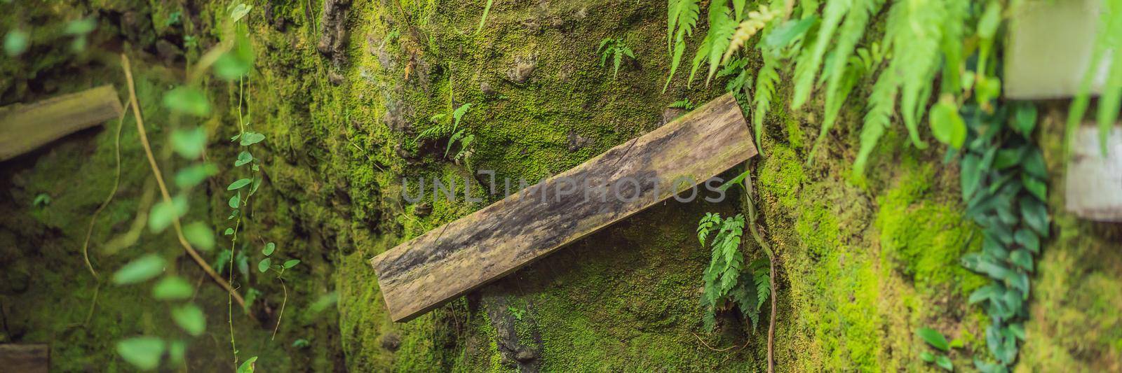 Balinese moss Background traveling to Bali concept. BANNER, LONG FORMAT