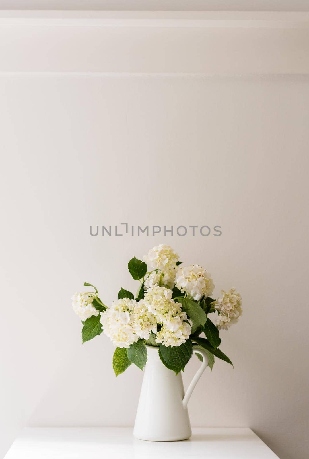 White hydrangeas in jug on table against white wall with vintage picture rail (selective focus) by natalie_board