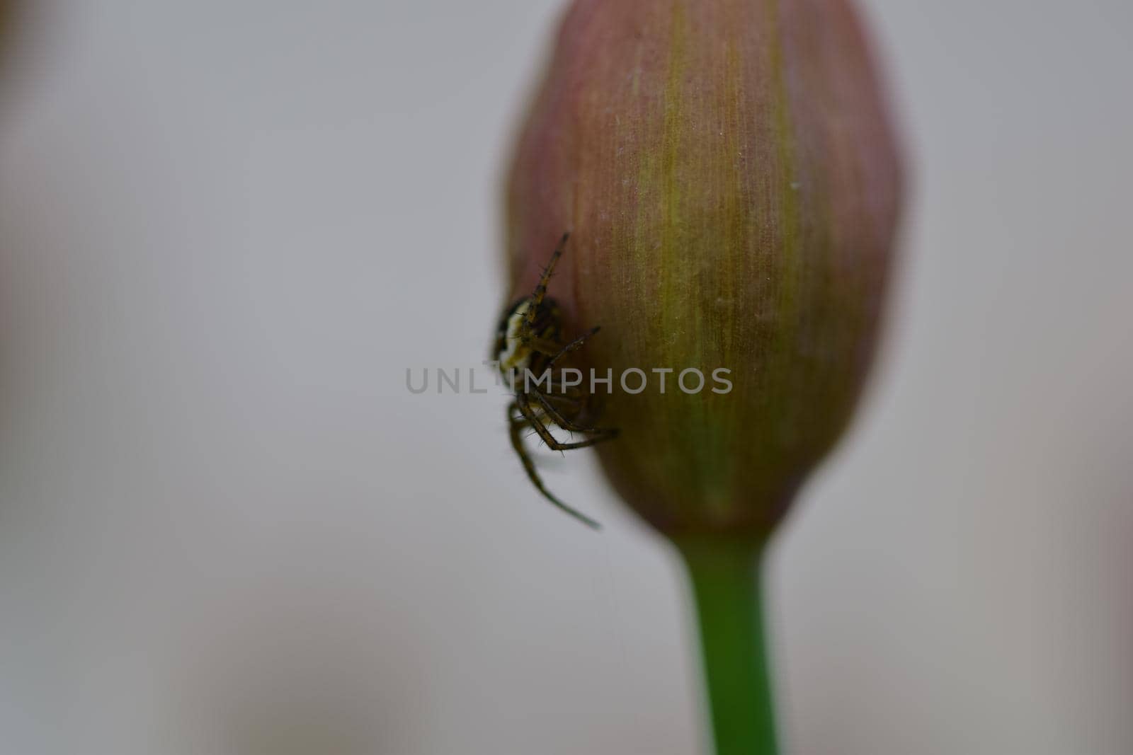 Little cross spider sitting at a chives bud as a close up
