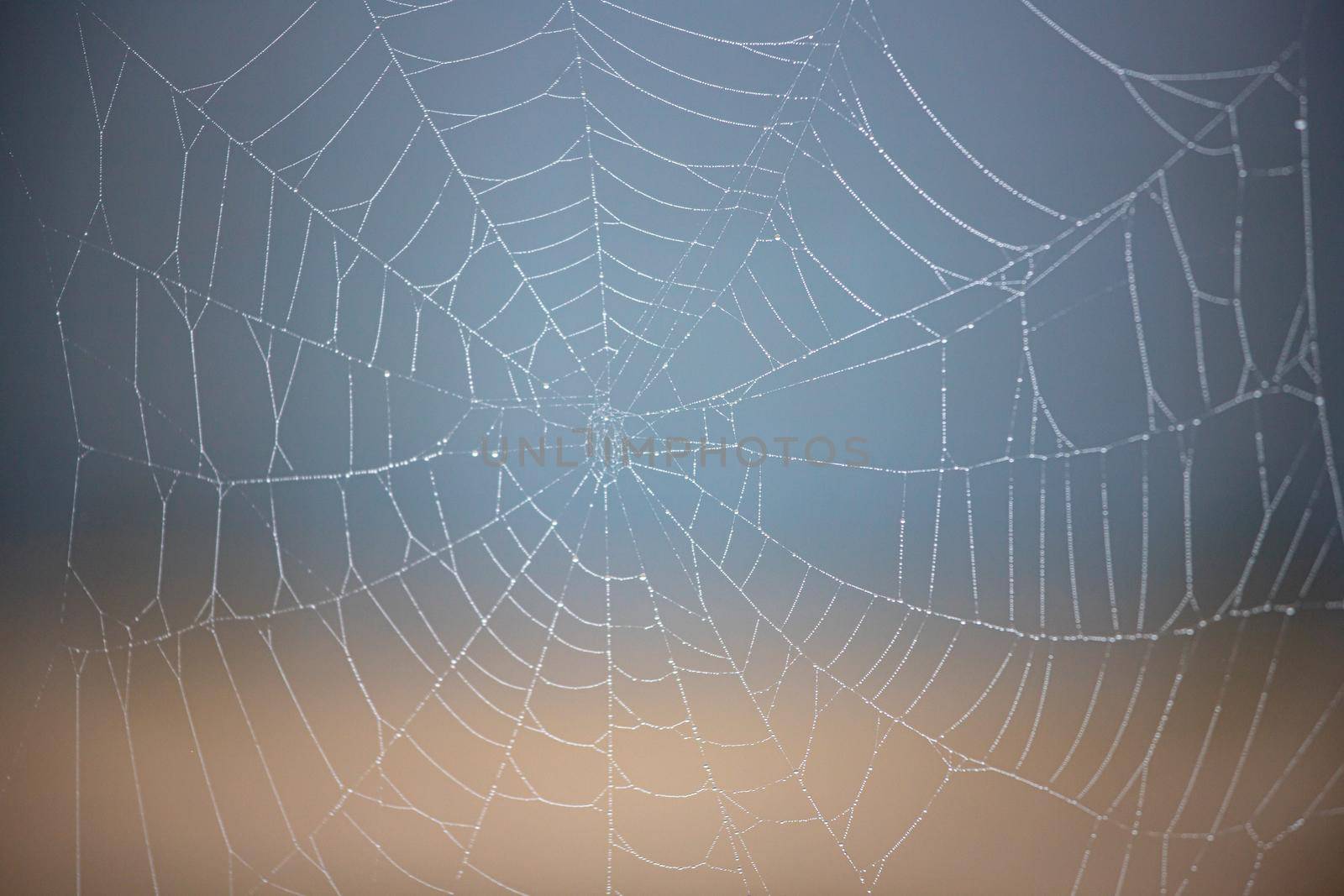 Web design in nature, created by insects on a nice blurry background. The selected focus.