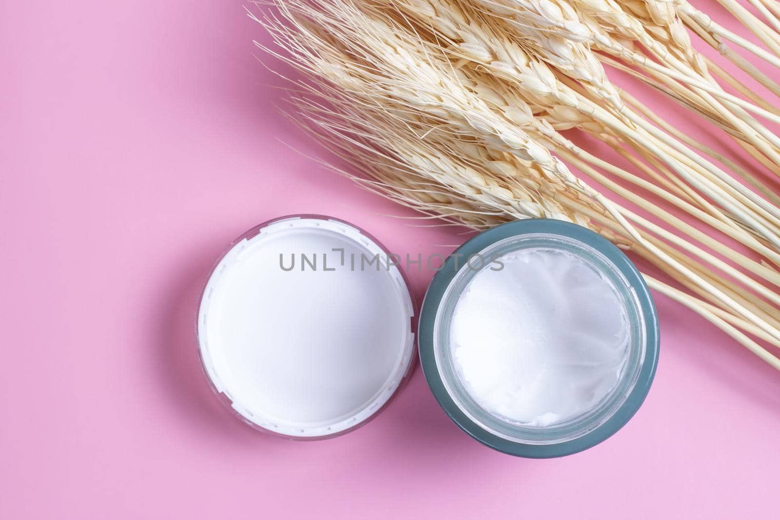 Natural cosmetics made from wheat and barley. Cosmetic jar with cream and wheat ears on a pink background.