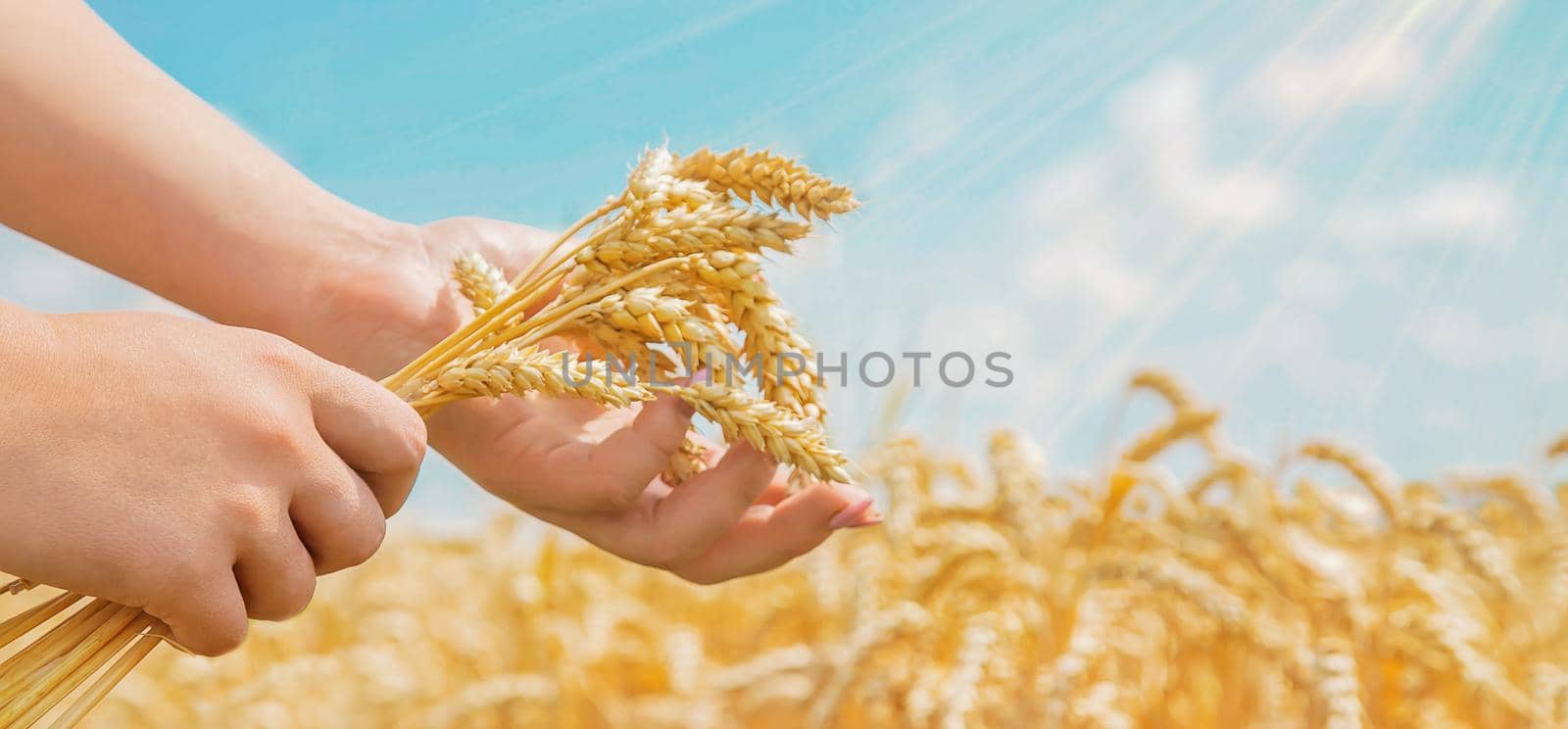 Girl spikelets of wheat in the hands. Selective focus. by yanadjana