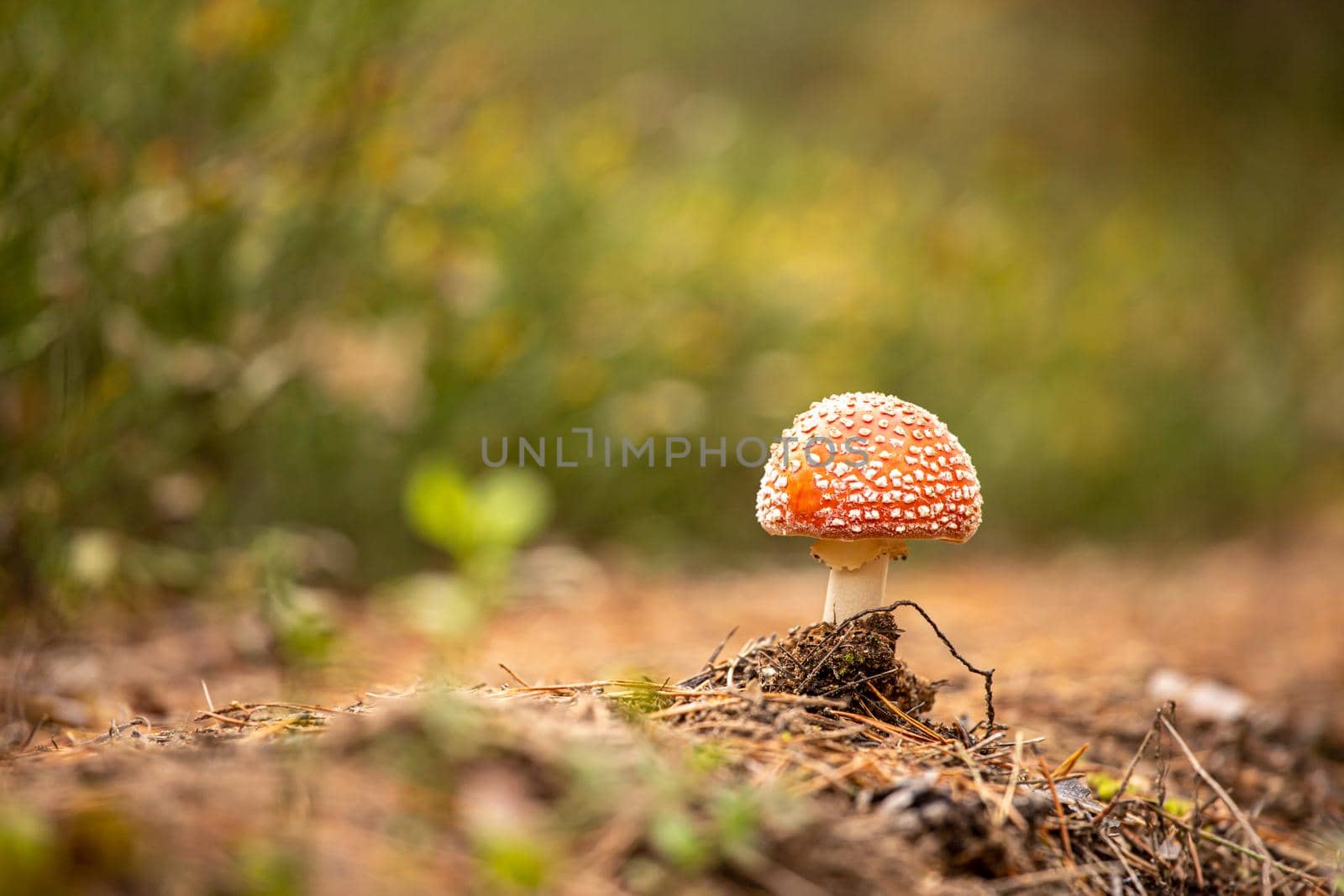 a lone fly agaric with a red spotted hat on a blurry green forest background.