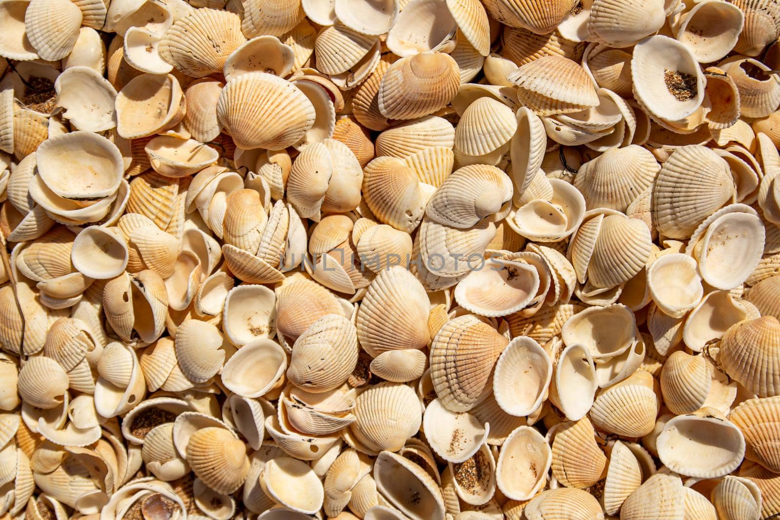 A natural background of small white shells. filled to full screen