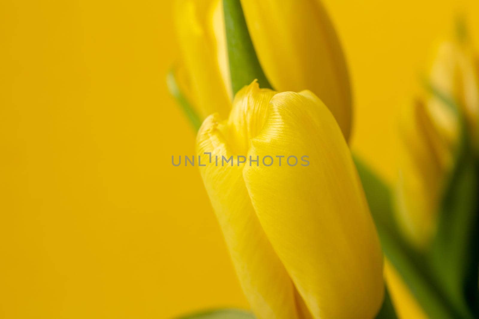 fresh yellow tulips with green leaves and stems on a yellow textured background.