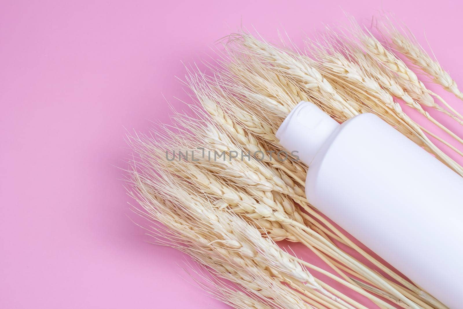 Blank cosmetics container and wheat ears on pink background. Cream or shampoo bottle mockup. Organic beauty product.