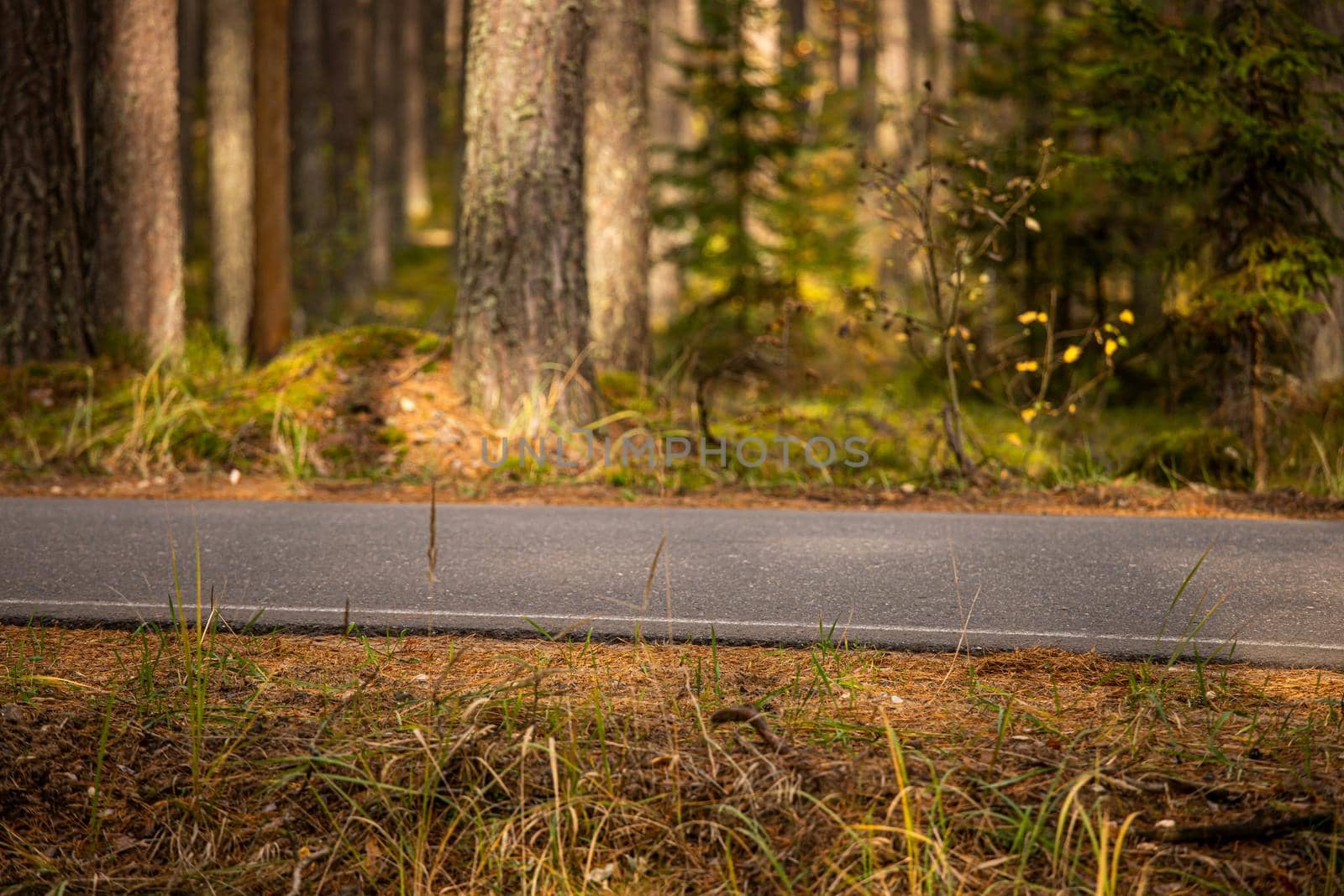 The edge of an asphalt road in a forest in a pine forest in nature. Summer green forest around.