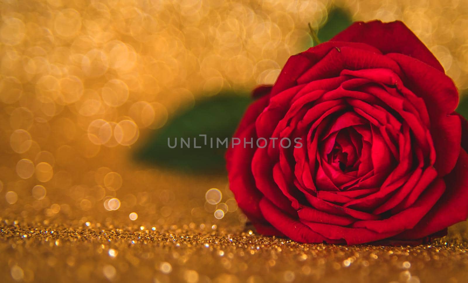 Rose on a shiny background. Selective focus. by yanadjana