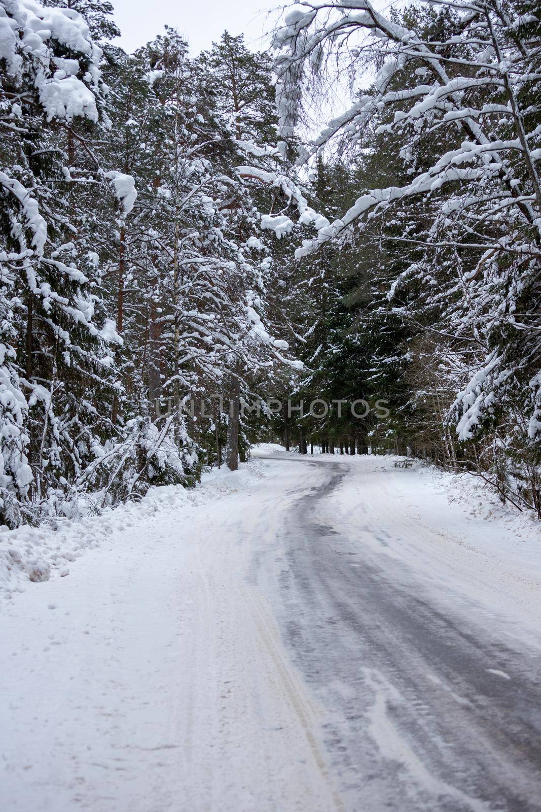A picturesque winter road through a pine forest covered with snow after a snowfall