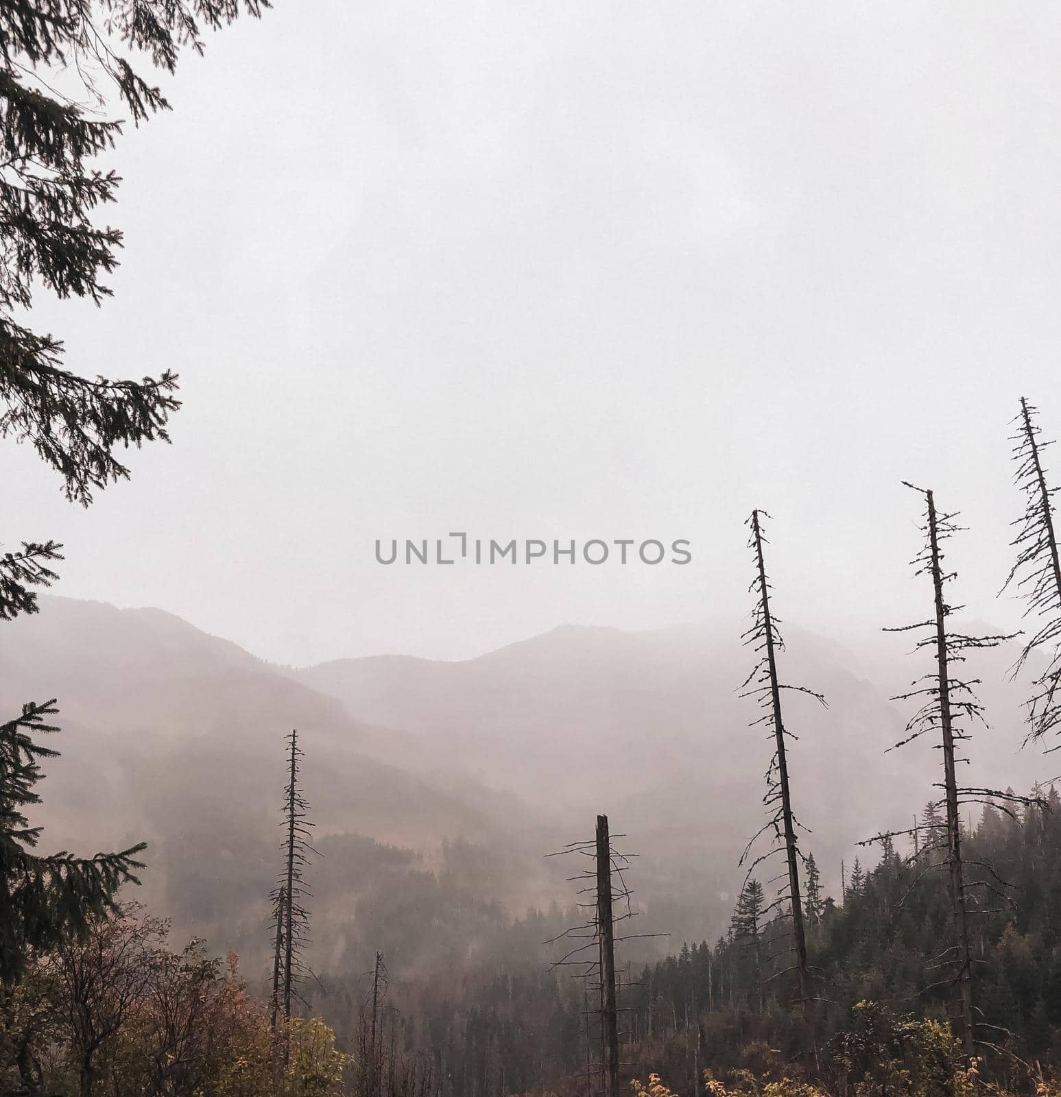 foggy hills and dead tall trees After sunset. fall. Snow-covered tops of mountains and dry conifers in the fog.