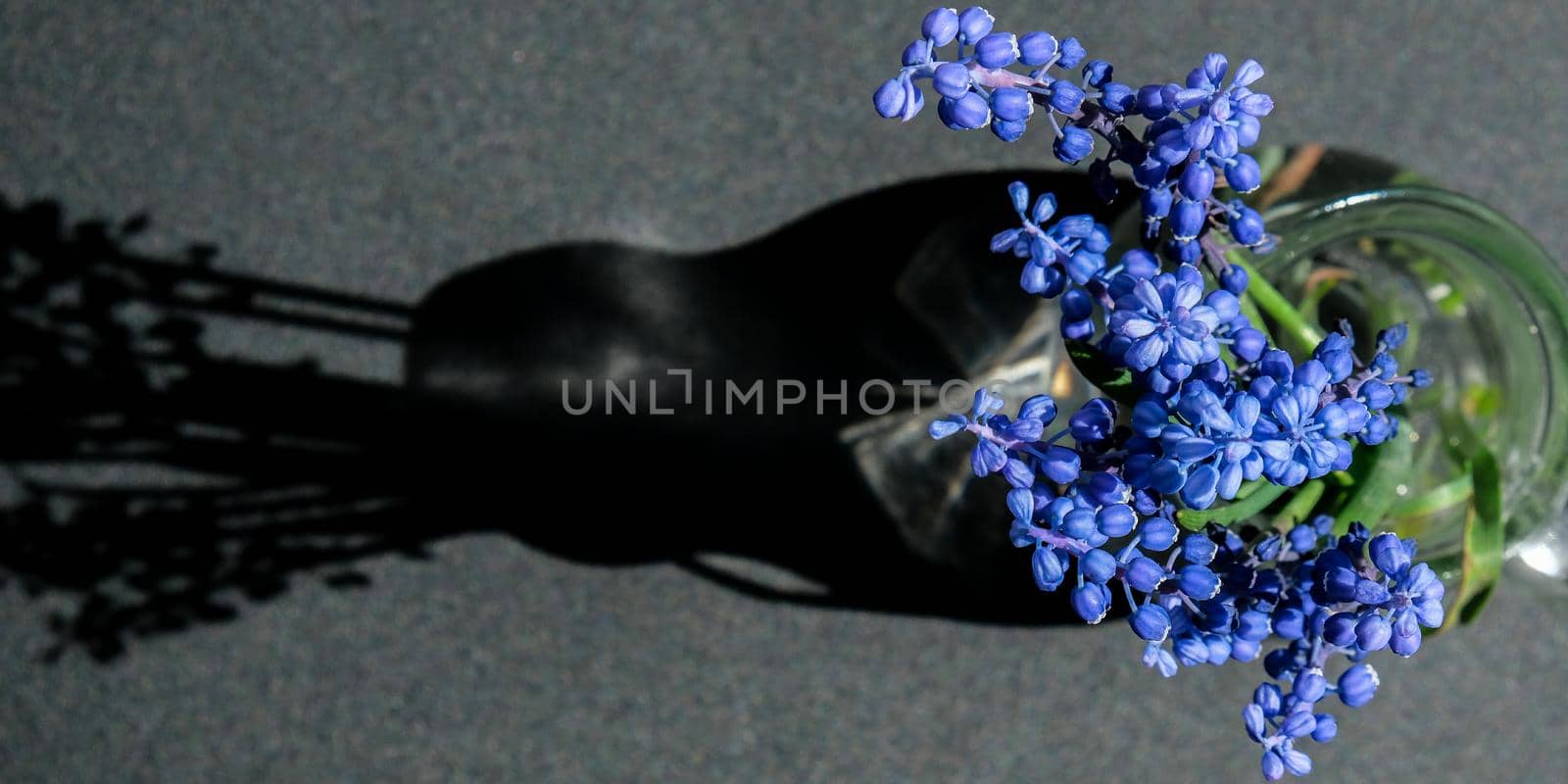 Bouquet of blue Muscari. Black background. Spring bulbous flowers. Flower shop concept. Copy space for text