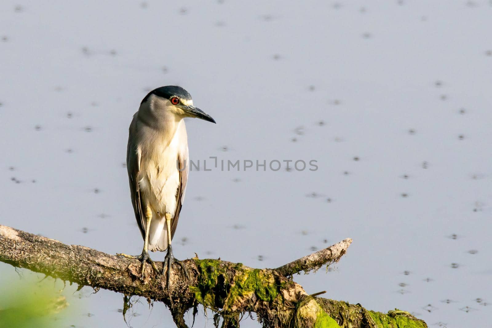 black crowned night heron bird sitting on a branch by the lake