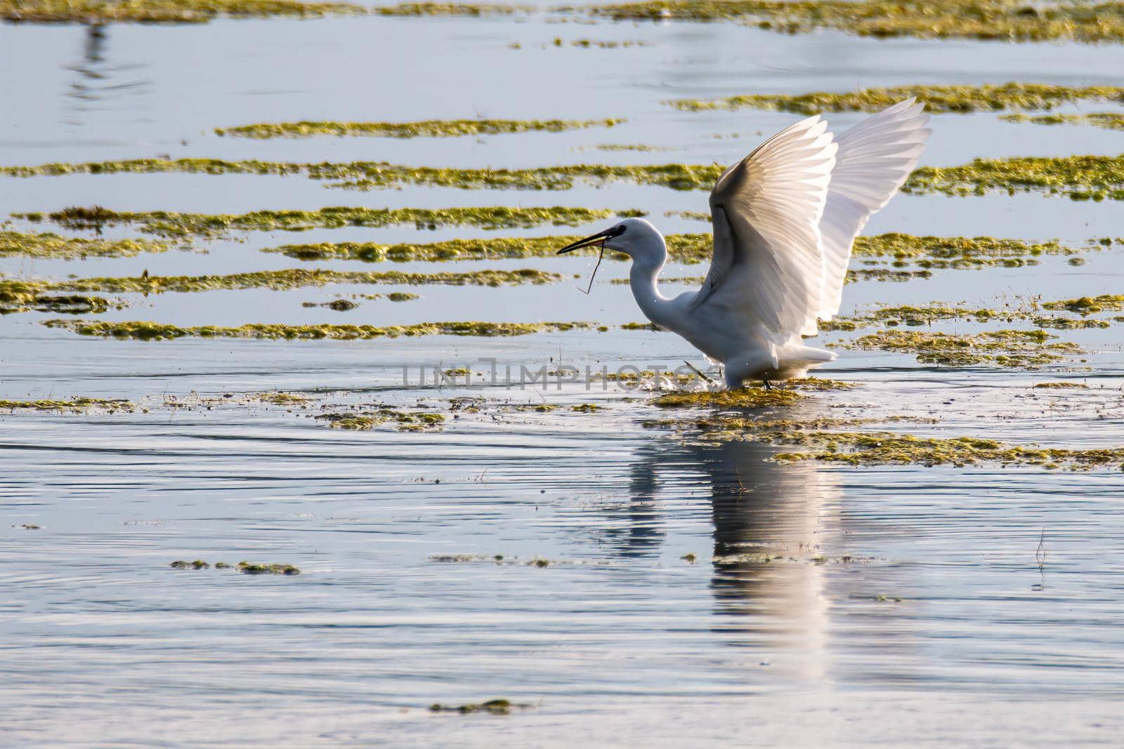 egret bird on the lake looking for prey by carfedeph