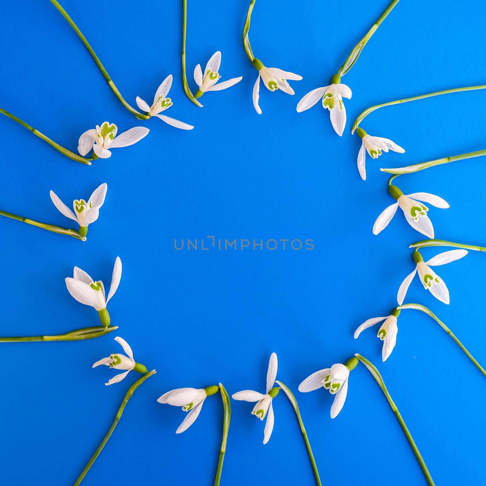 Flat lay composition with snowdrop flowers on color background, copy space for text. Circle made of snowdrop. Holiday mock up by anna_stasiia