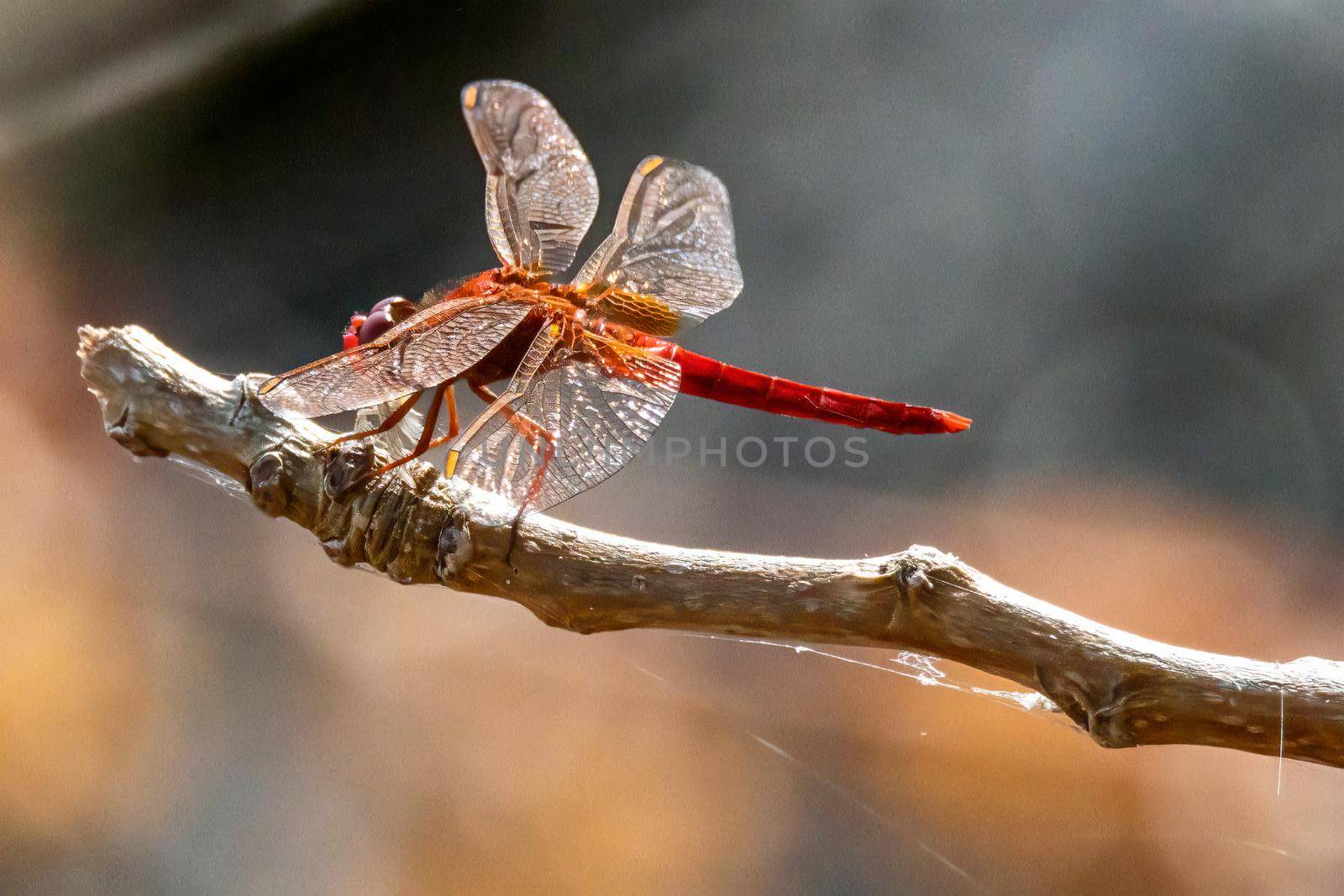 Cardinal Venerossa dragonfly perched on a branch by carfedeph