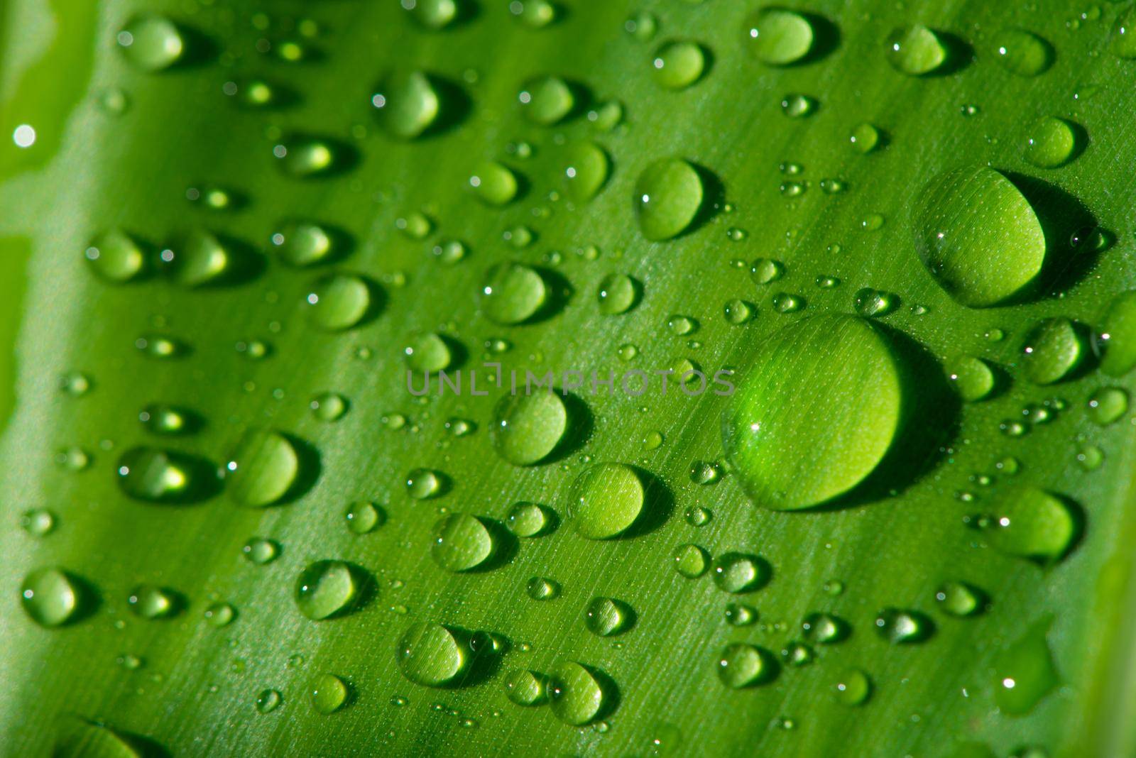 Green leaf with water drops by thanumporn
