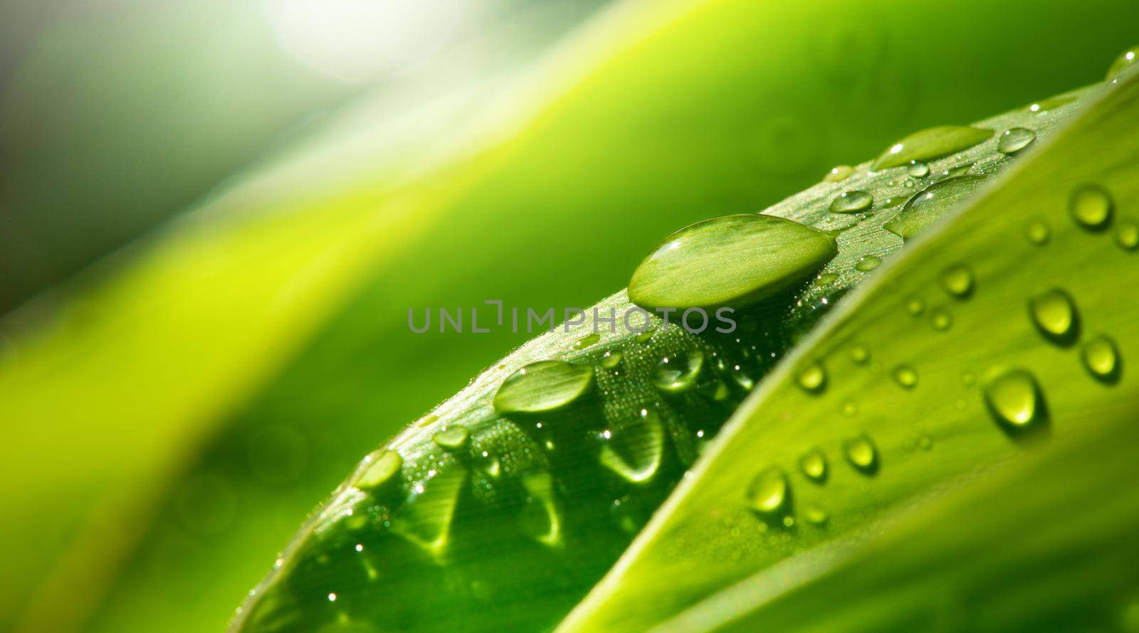 Water drop on lush green foliage after rainning. by thanumporn