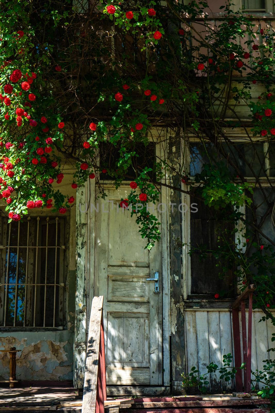 Old house covered with blooming red roses in Kala, the oldest part of the capital city of Georgia