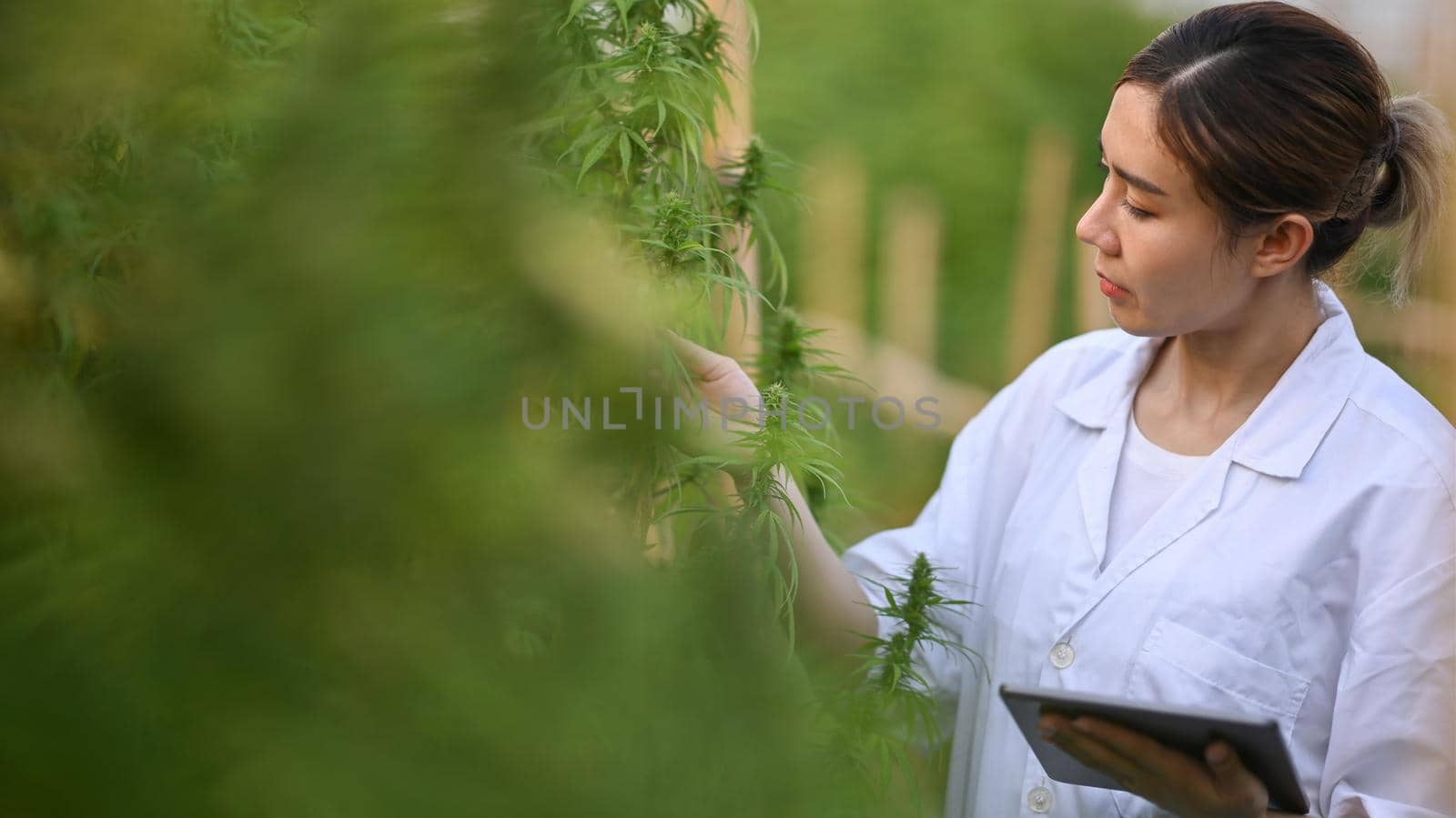 Professional researchers holding digital tablet and inspecting cannabis plants in greenhouse. Alternative herbal medicine, health, hemp industry concept.