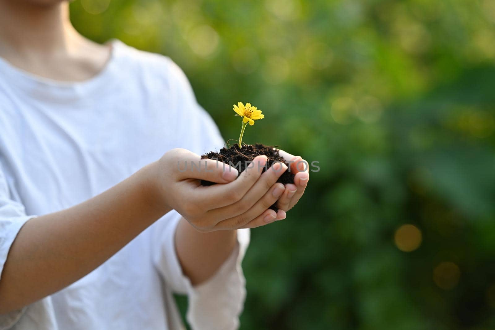 Young woman hands holding young plant growing in soil. Ecology, Earth day, Hobbies, Leisure, Home gardening concept.