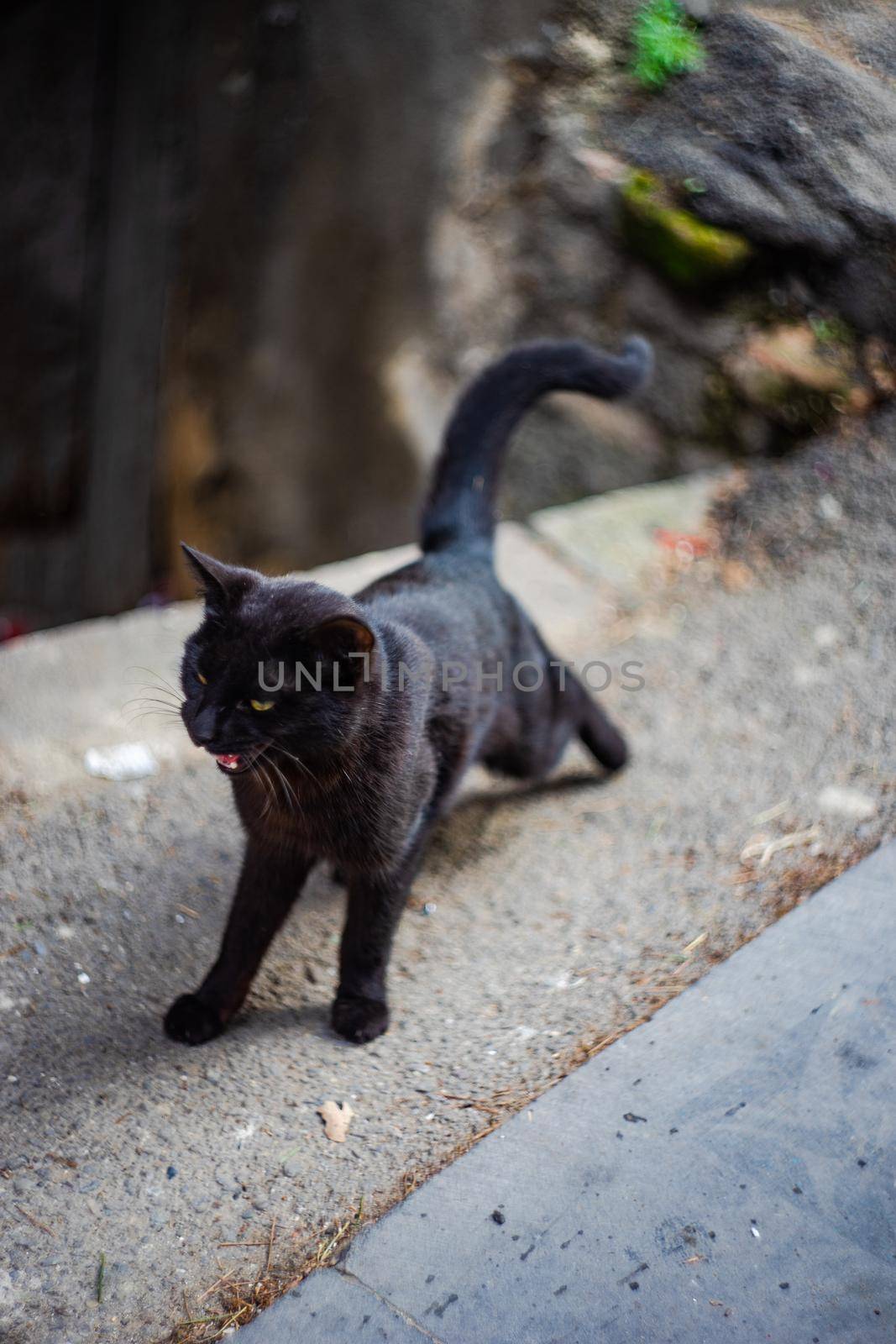 Cute black cat walking on the city street