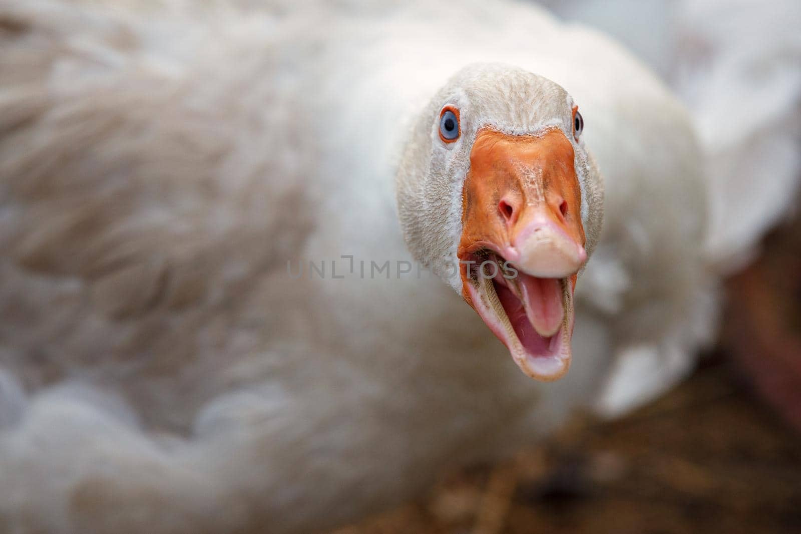 Beak and Face of White Goose. The duck is aggressive she is angry and hissing