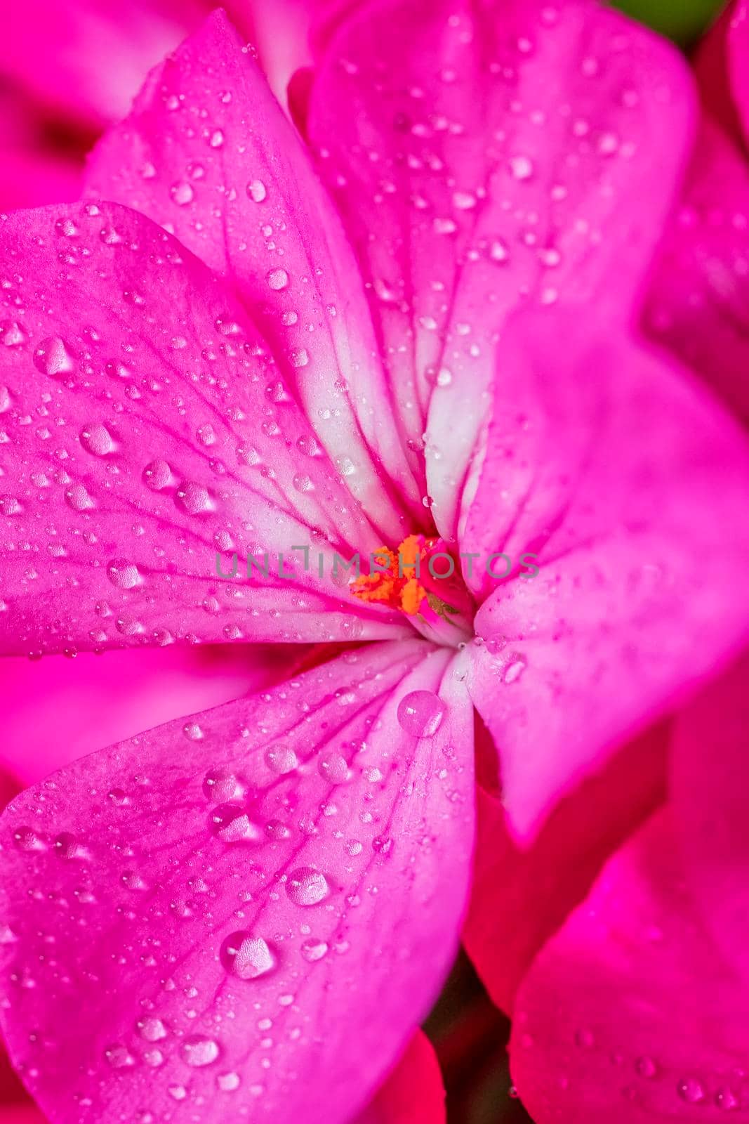 A close view of a beautiful red flower with morning dew