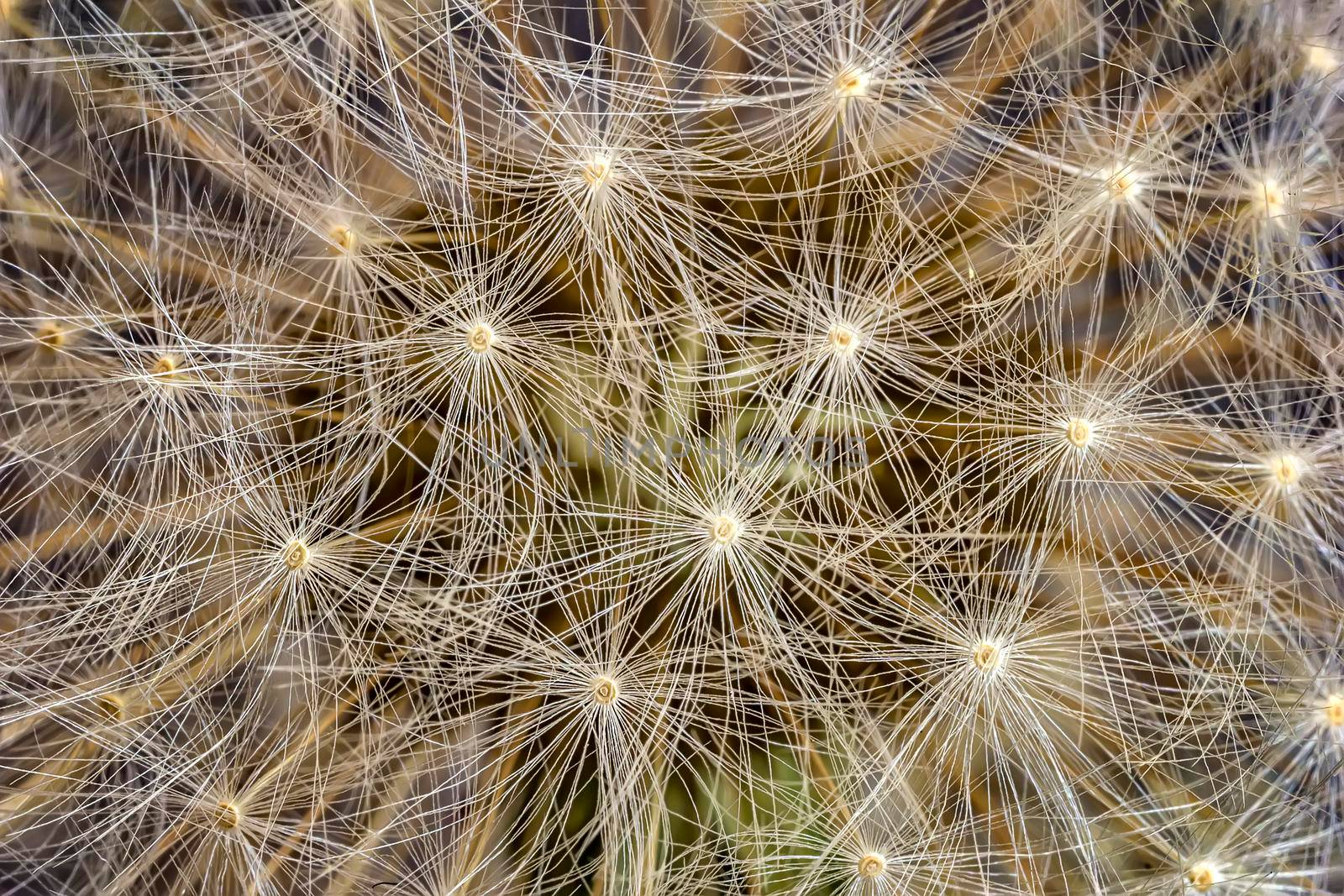 A dandelion shot as close as a gentle wall. Nature background