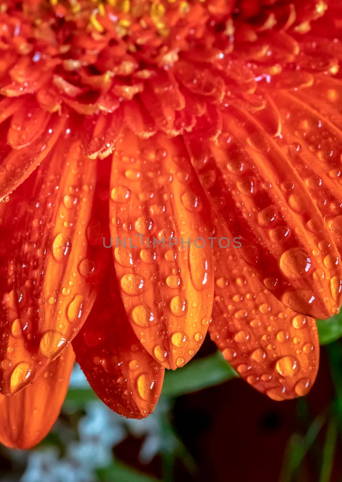 A close view of a beautiful red gerbera flower with water drops. Vertical view
