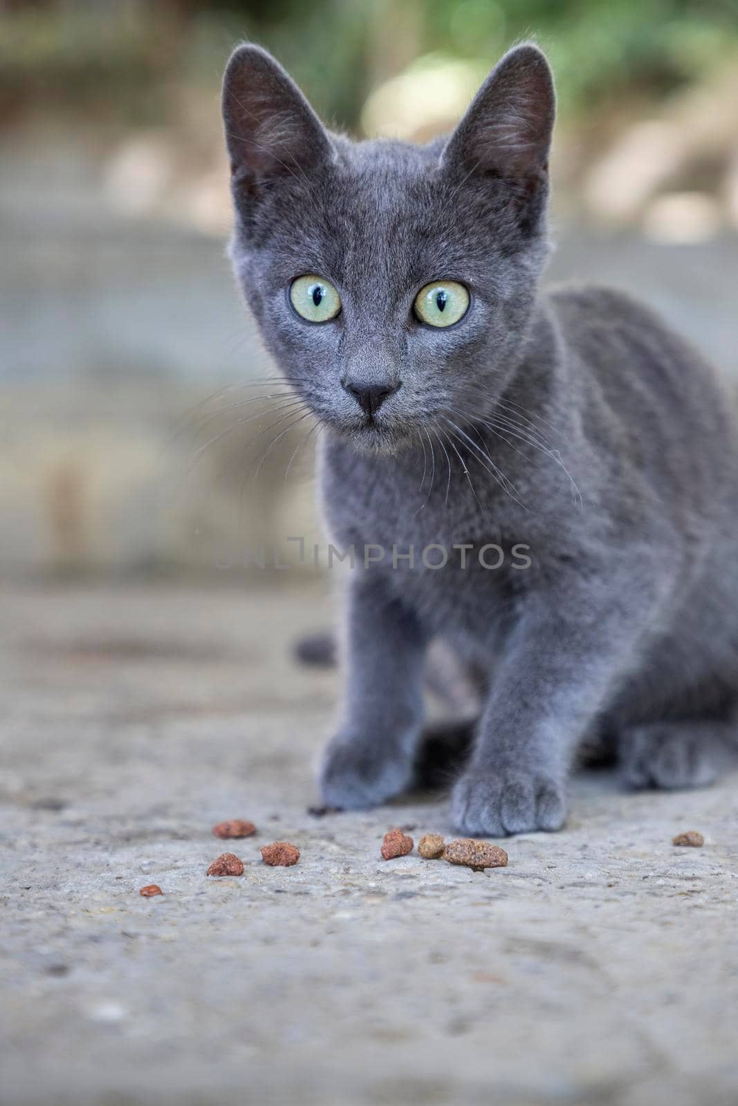 The little gray kitten looks on in disbelief by EdVal