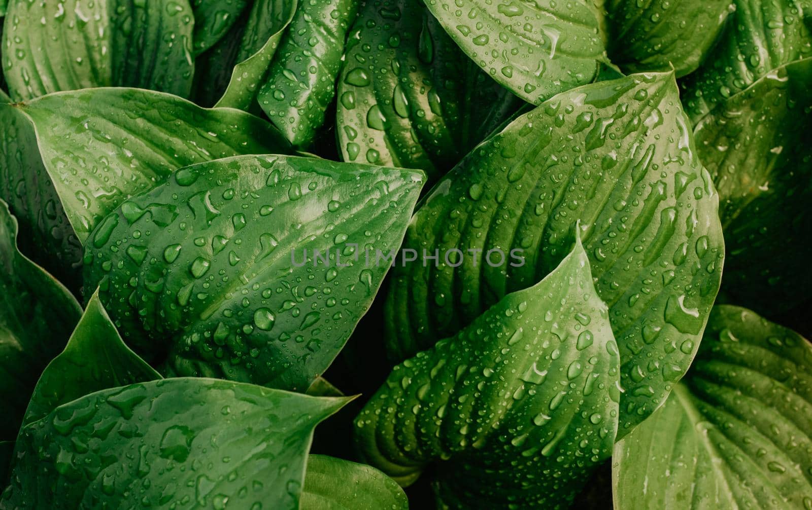 Large beautiful drops of transparent rain water on a green leaf macro. Drops of dew in the morning. Leaf texture in nature. High quality photo