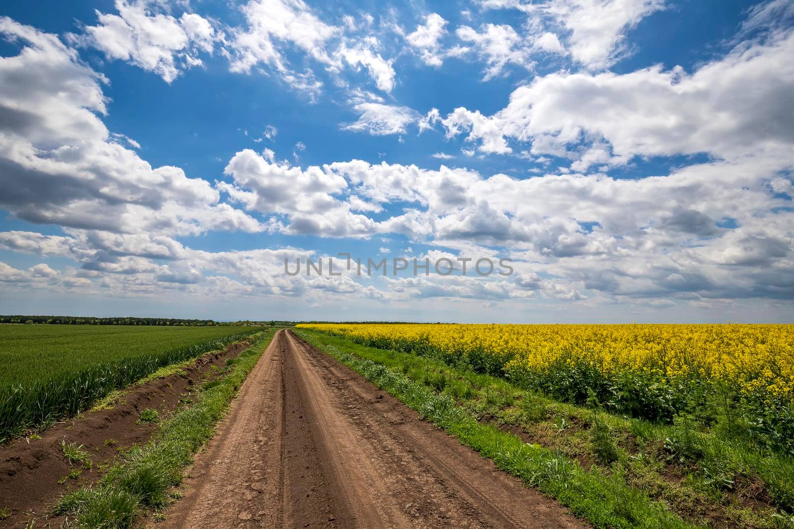 Scenic view on the country road between rapeseed and wheat fields. Horizontal view