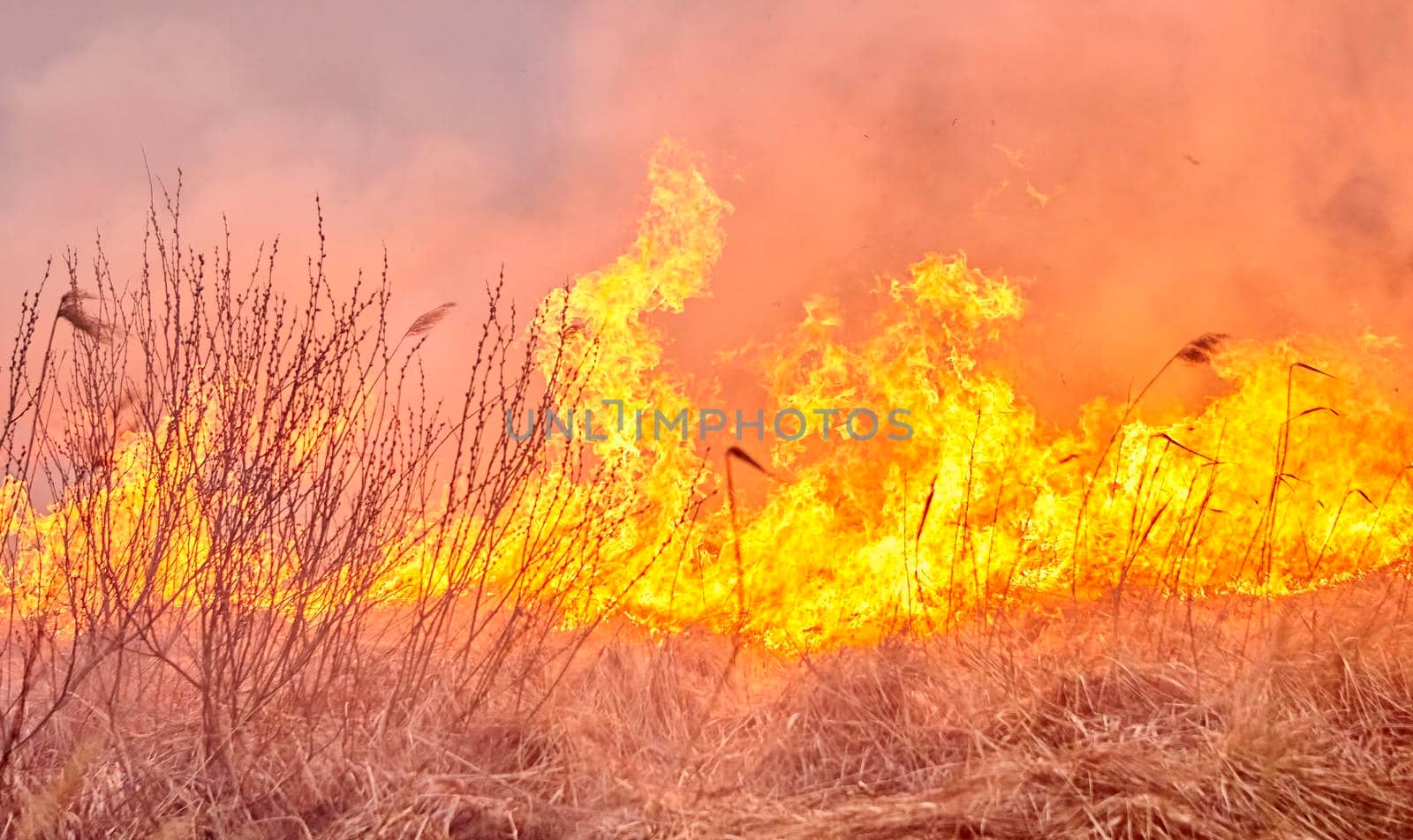 Burning old dry grass in garden. Flaming dry grass on a field. Forest fire. Stubble field is burned by farmer. Fire in the Field.