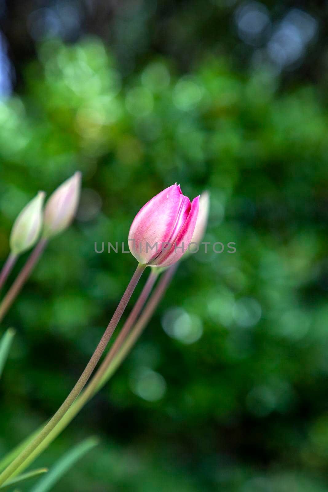 Tulip flower. Colorful tulips flower and buds in the garden. Beautiful tulips flower for postcard beauty and agriculture concept design.