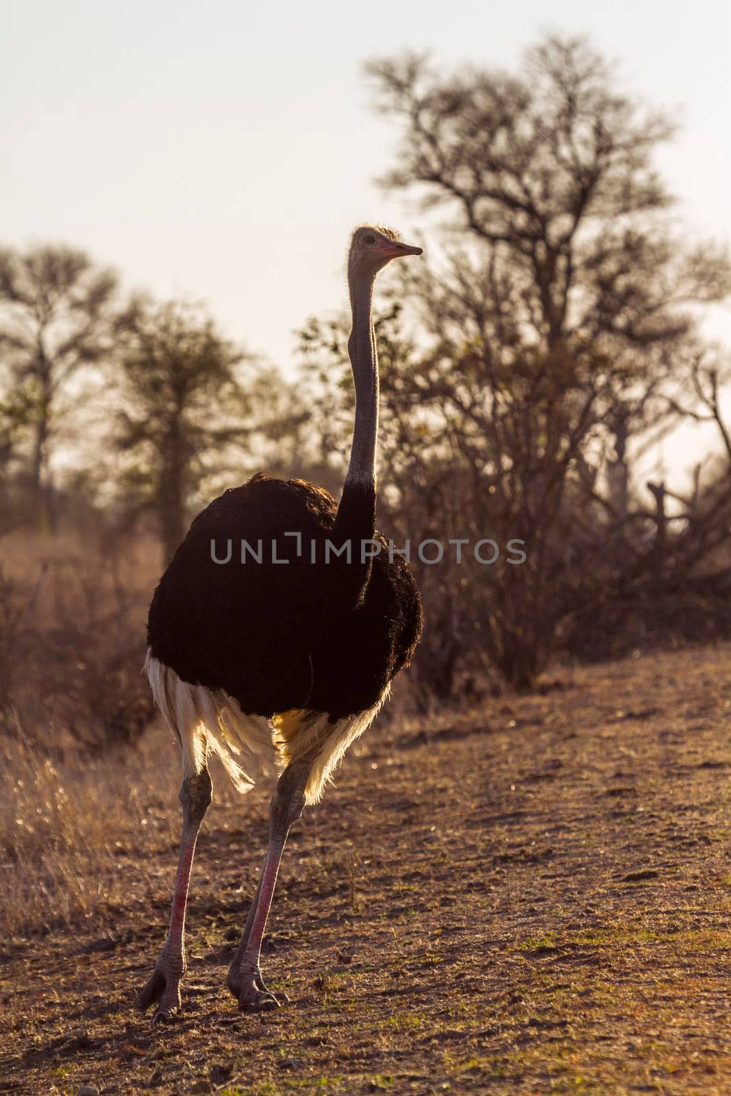 Specie Struthio camelus family of Struthionidae