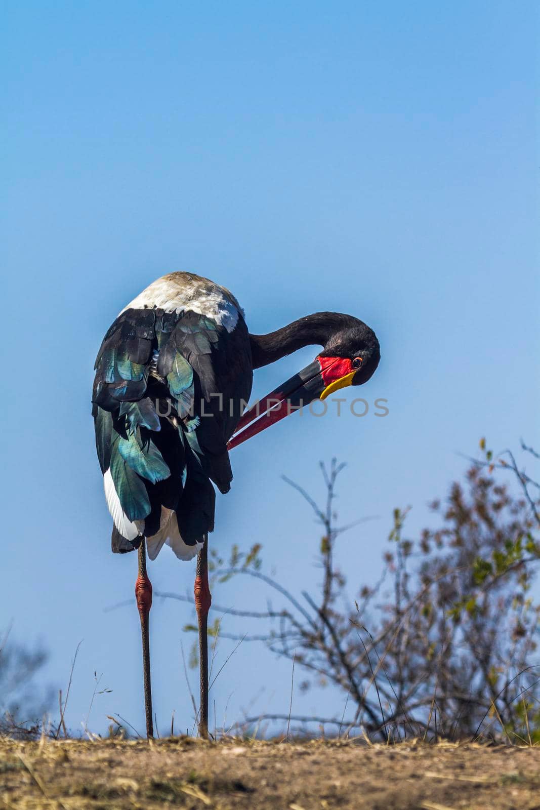 Saddle-billed stork in Kruger National park, South Africa by PACOCOMO