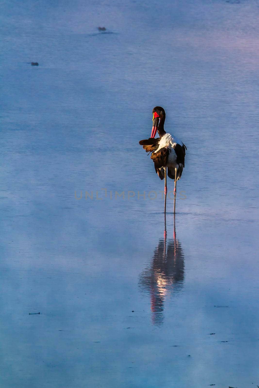 Saddle-billed stork in Kruger National park, South Africa by PACOCOMO