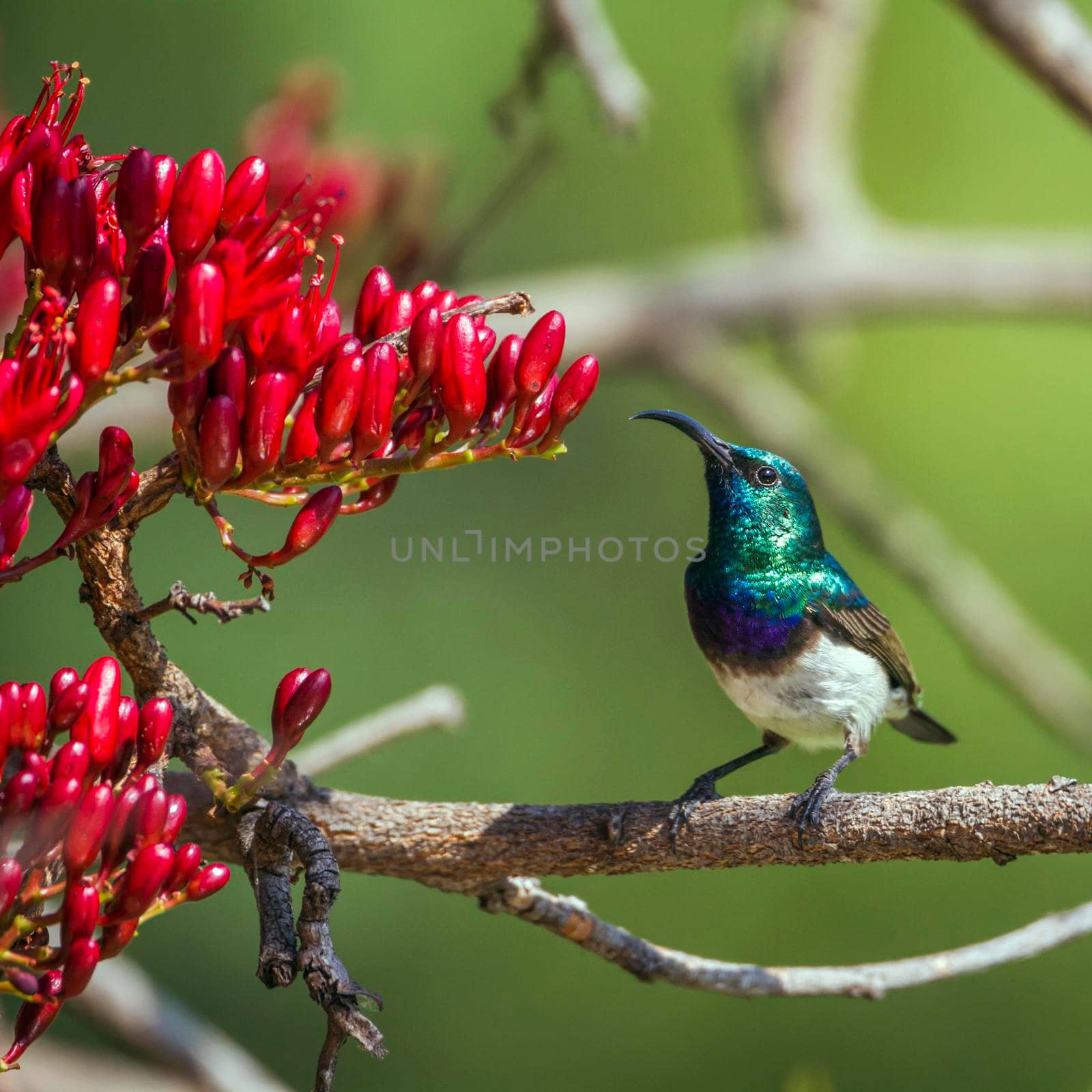 White-breasted Sunbird in Kruger National park, South Africa by PACOCOMO