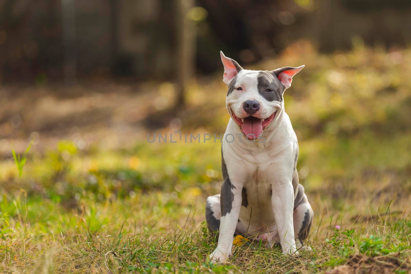 positive pit bull puppy on the lawn