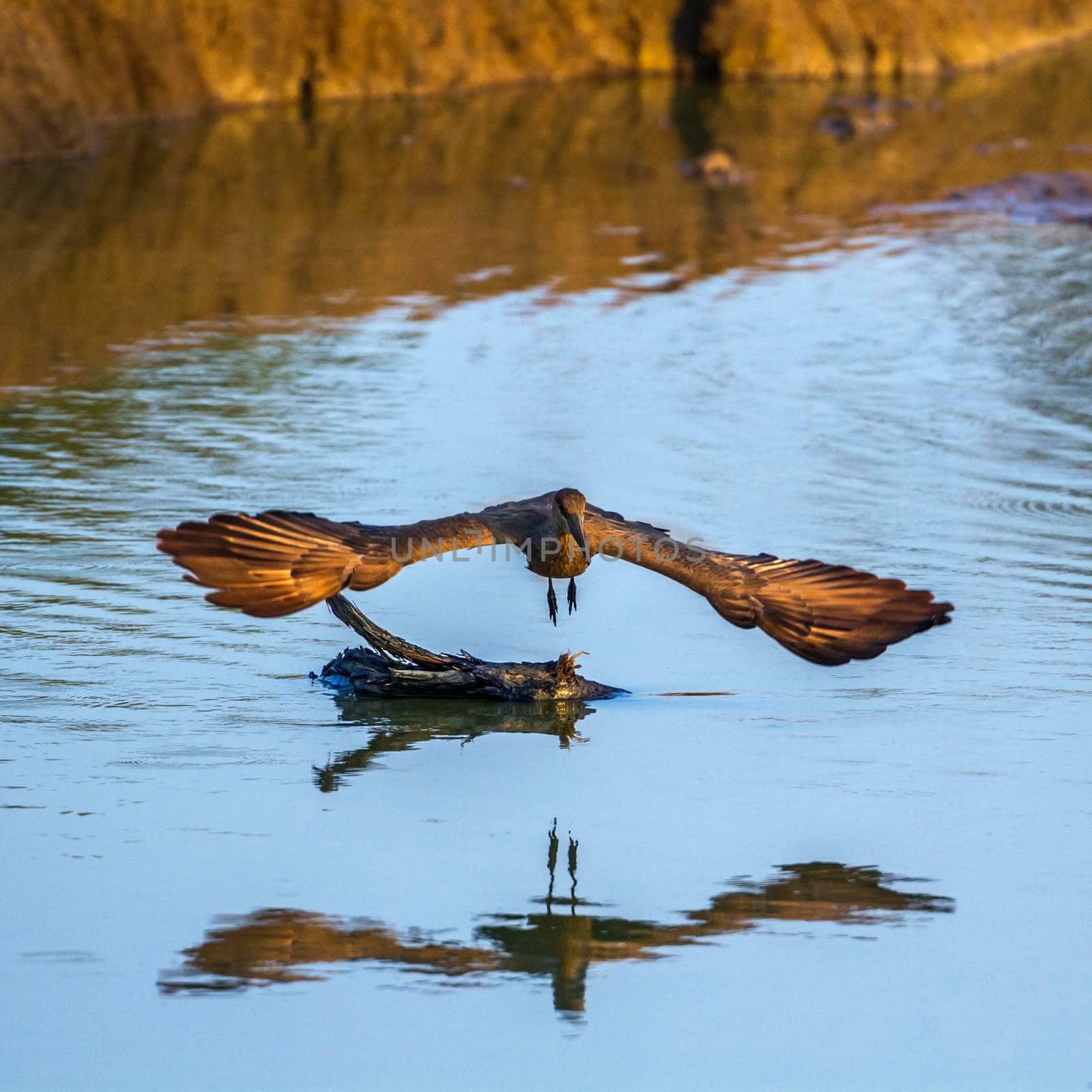 Hamerkop in Kruger National park, South Africa by PACOCOMO