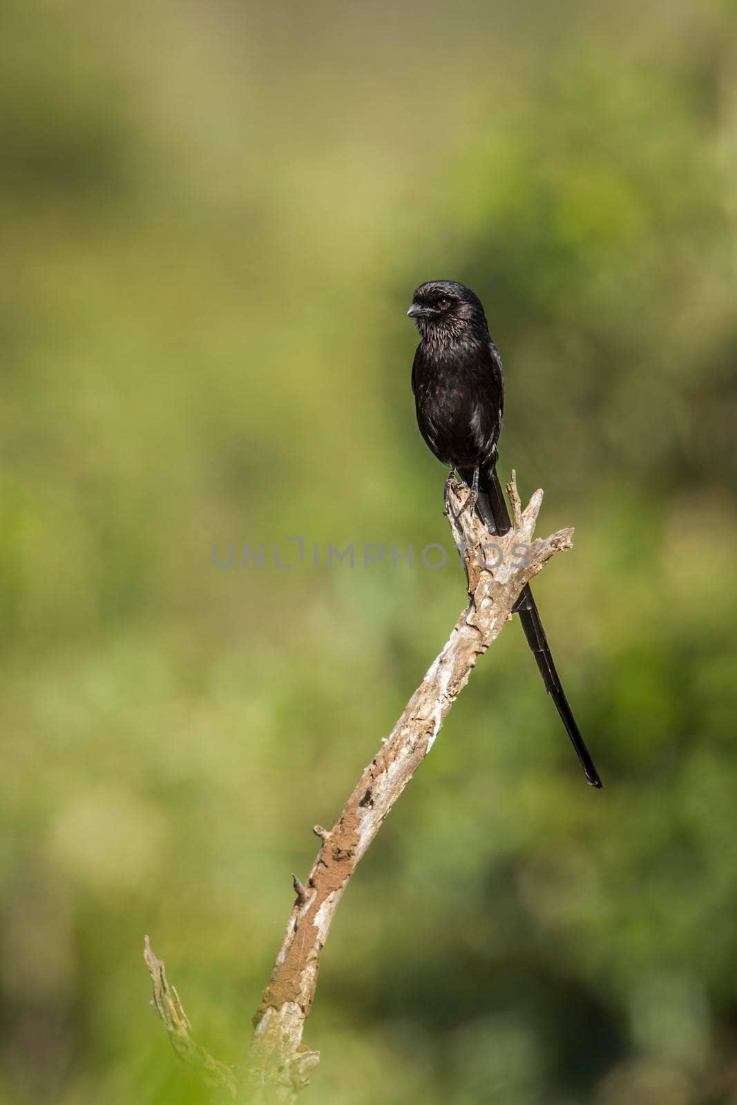 Specie Urolestes melanoleucus family of Laniidae