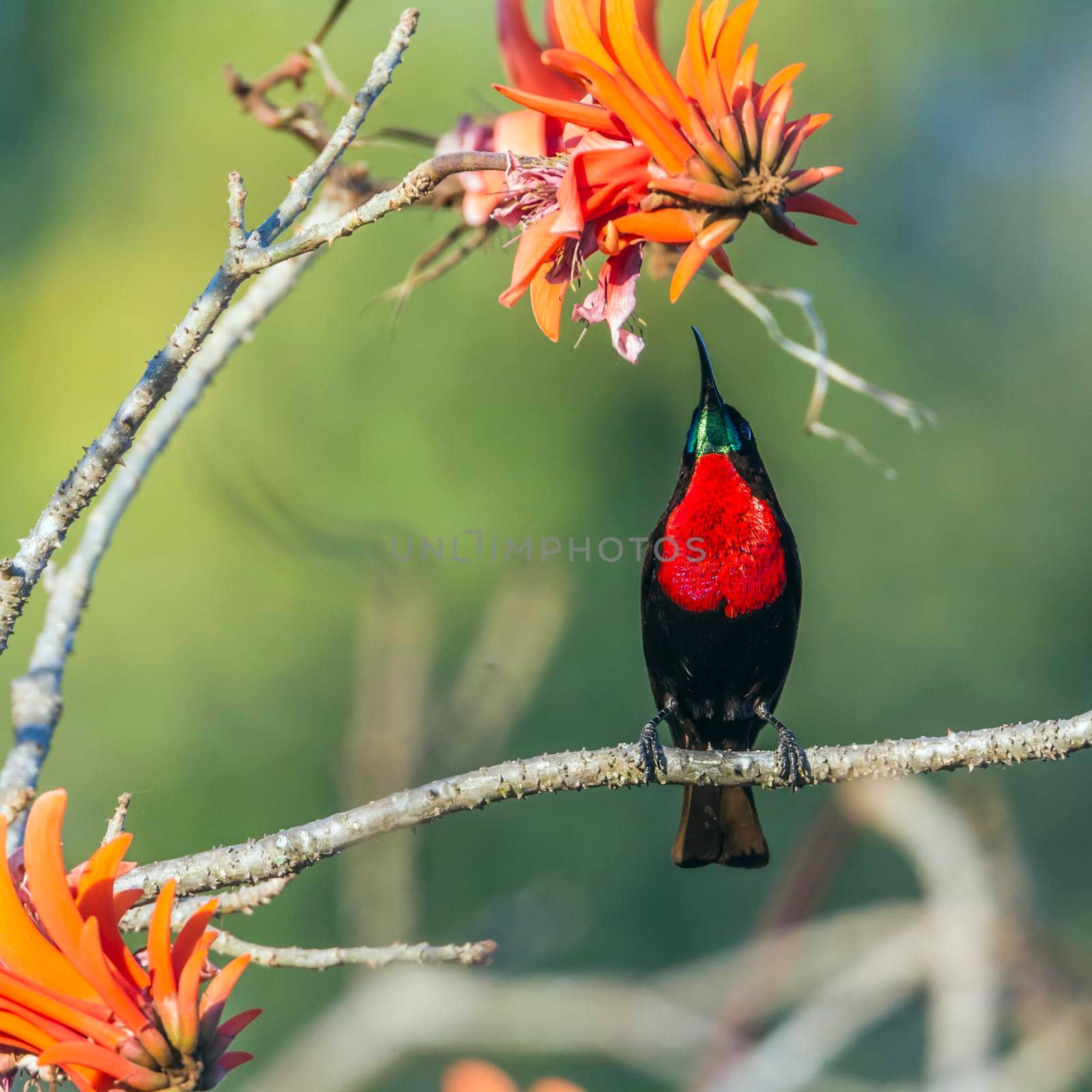 Specie Chalcomitra senegalensis family of Nectariniidae