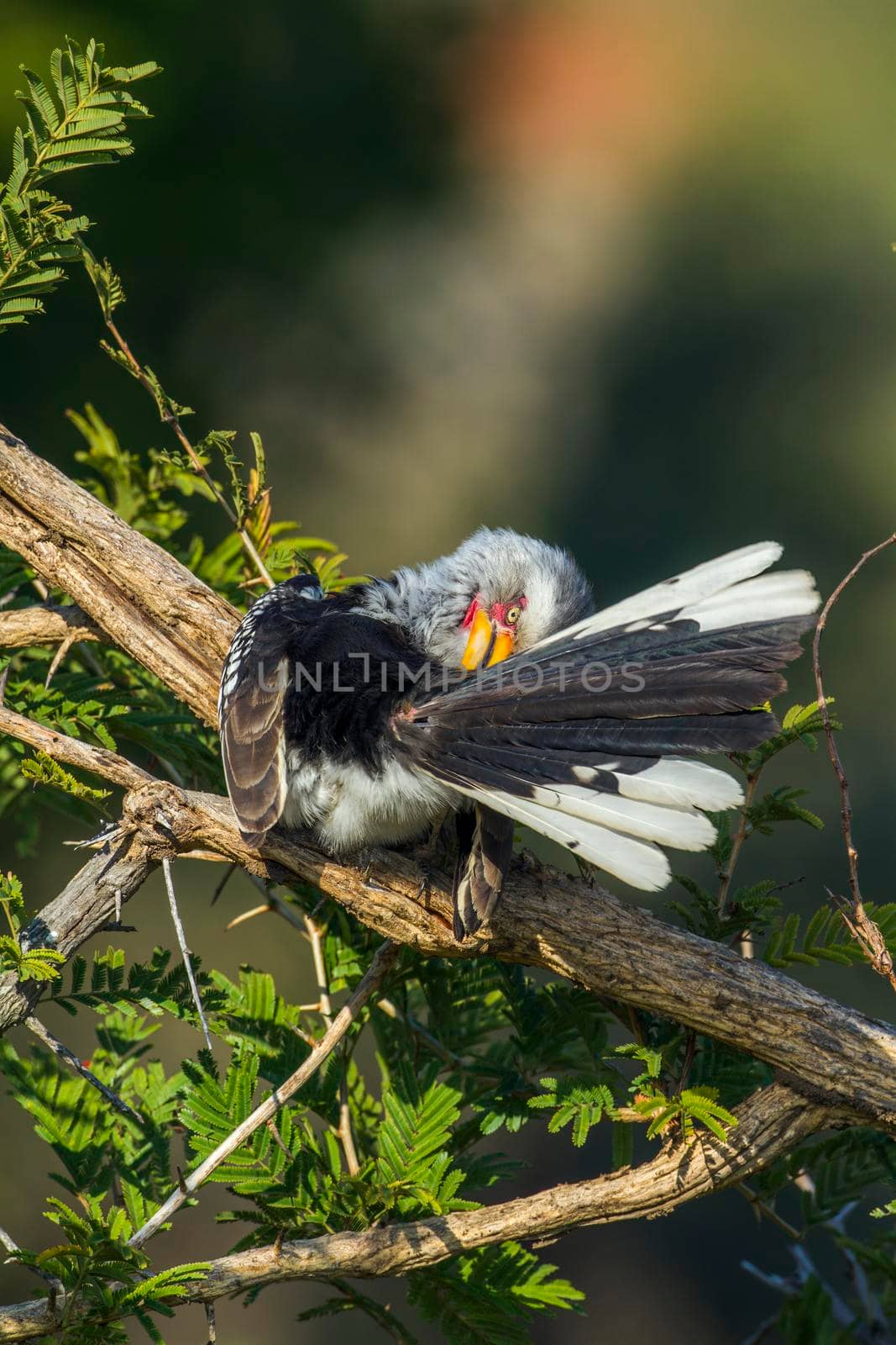 Specie Tockus leucomelas family of Bucerotidae