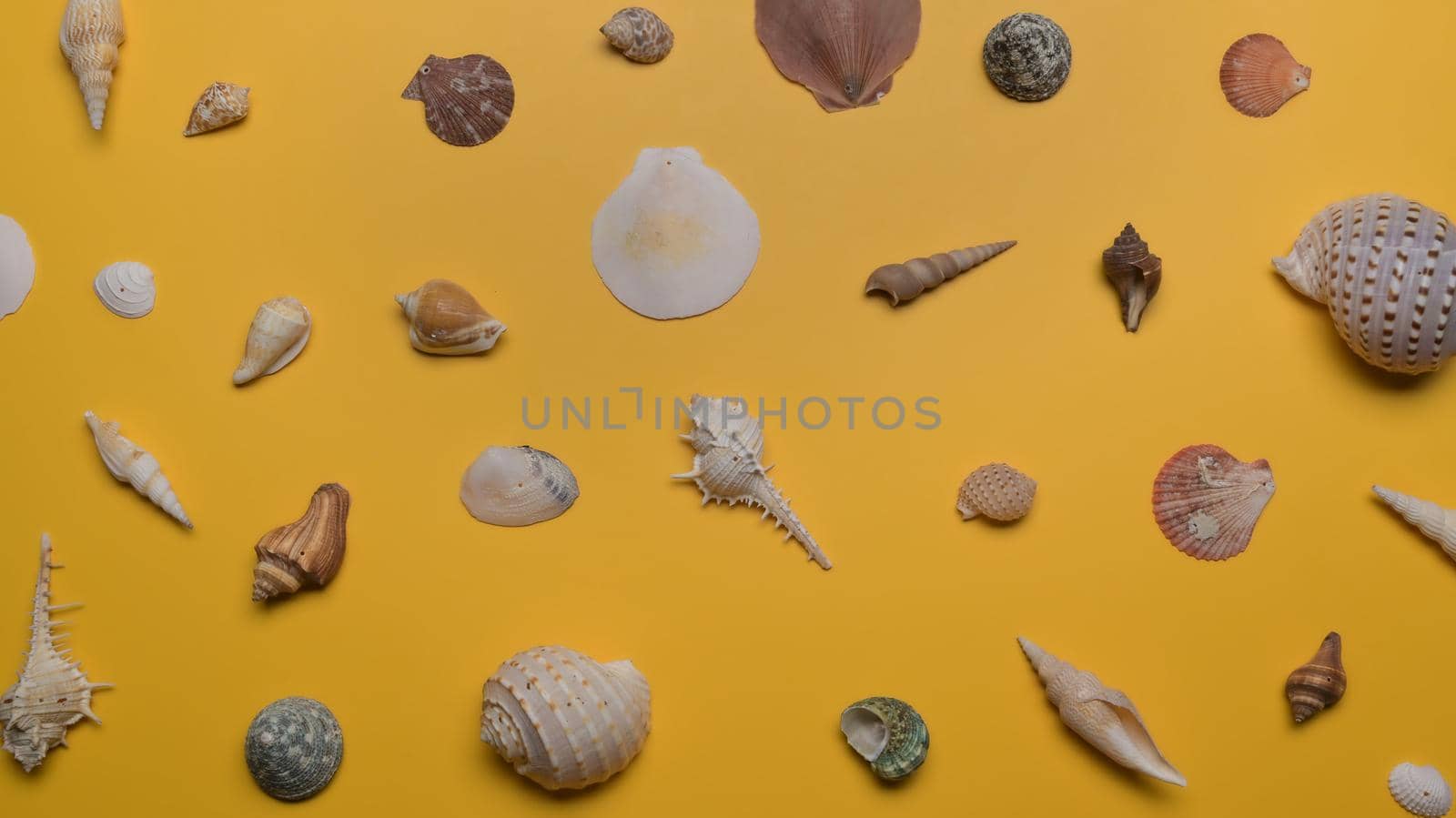 Flat lay seashells on yellow background. Sea, vacation, travel and summer holidays concept.